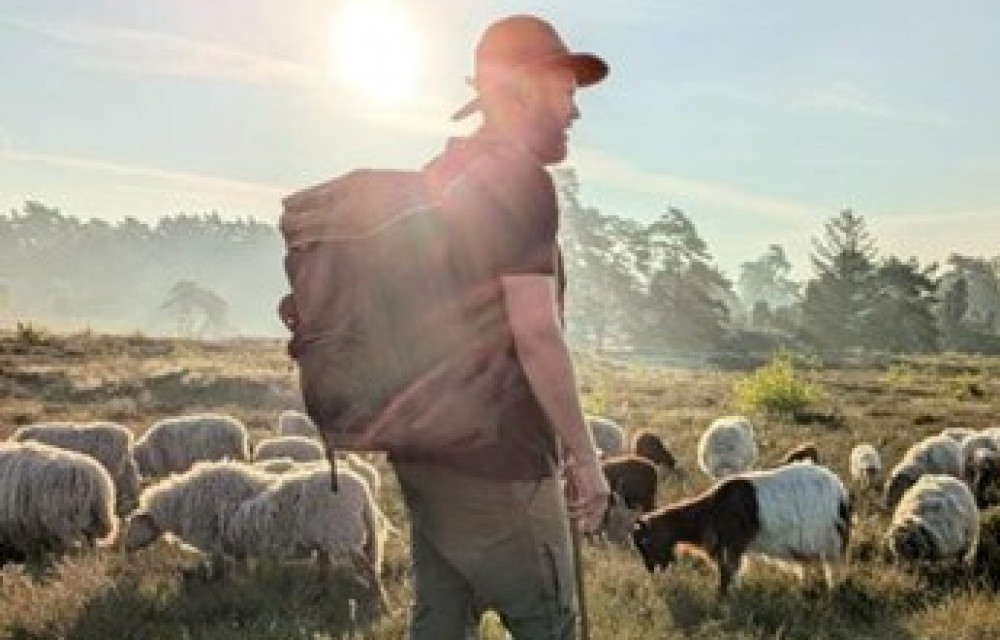 Schapen drijven 